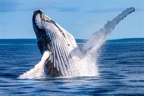 2018 Tonga Photography Swim With Humpback Whales Tours Whale Swim Pros