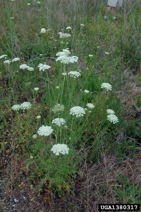 Queen Anne S Lace Wild Carrot Daucus Carota