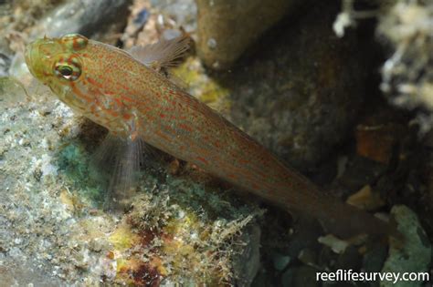 Gobius Xanthocephalus Golden Goby