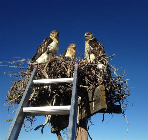 Hawk Nest Monitoring — Birds Of Prey Nca Partnership