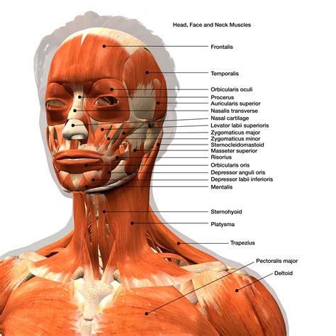 Plate Muscles Of The Face And Neck Human Anatomy Anatomy For My XXX