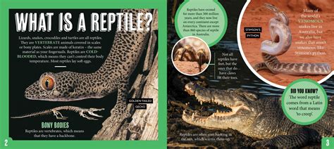 Discover Aussie Reptiles Australian Geographic