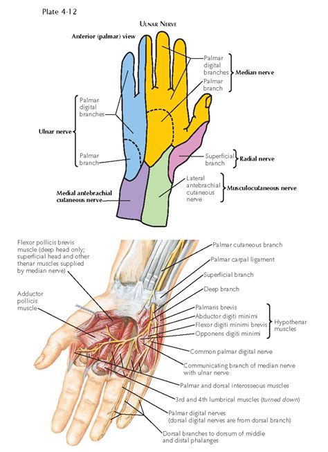 Cutaneous Innervation Of Hand Upper Limb Anatomy Median Nerve Hands My XXX Hot Girl