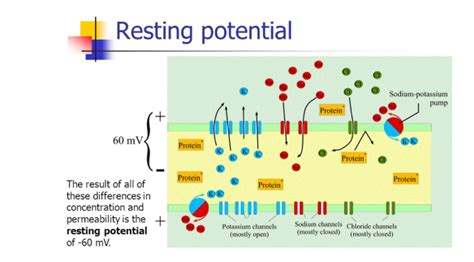 What Is The Resting Potential For A Neuron