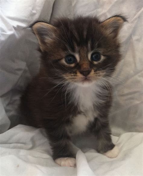 He comes with full pedigree certificates and vet history. Full pedigree maine coon kittens for sale | Ulverston ...