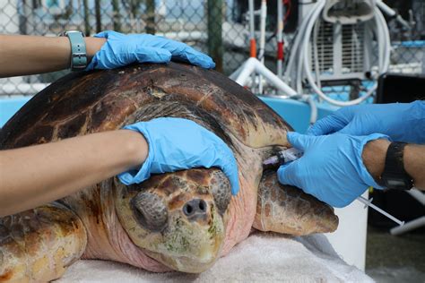 400 Pound Loggerhead Sea Turtle Endangered Species Run Over By Cars