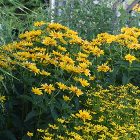 16 Yellow Perennials Walters Gardens Inc