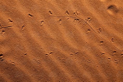 Image Of Animal Tracks In The Sand Austockphoto