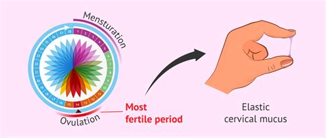 Cervical Mucus During Ovulation All You Need To Know