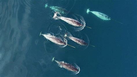 Arctic Narwhals Have A New Enemy The Noise Of Passing Ships