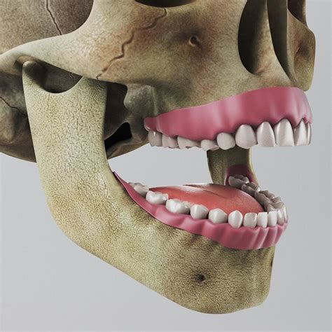 Human Dental Skull Teeth Gums Tongue Anatomy 3d Model By Cgshape