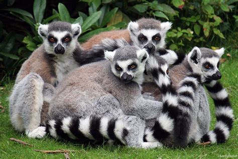 Lemuri Lemurs Madagascar Lemuri Lemurs Madagascar Flickr