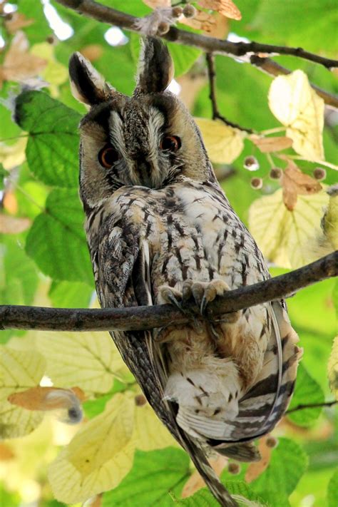 Owls Of Iowa Long Eared Owl Dickinson County Conservation Board