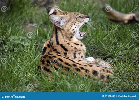 Serval Yawning Leptailurus Serval Stock Image Image Of Serval