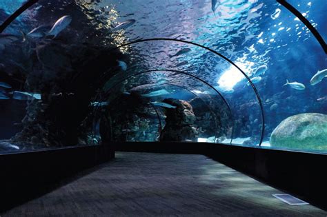Top 10 Largest Aquariums In The World Zone Top Ten