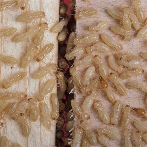 Save money and protect your home at the same time with clancy brothers pest control. Pest Identifier | Ladybug Pest Control Services