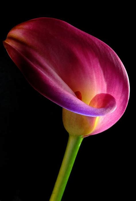 Pink Calla Lily by Dung Ma Каллы Цветы Посадка цветов