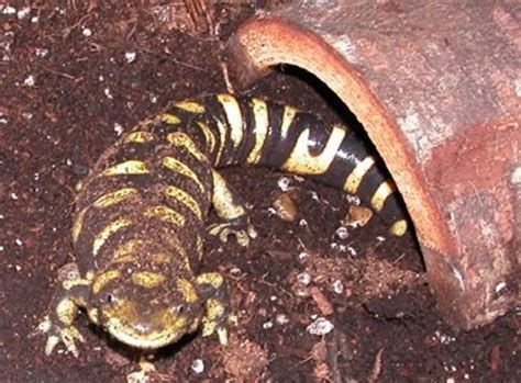 Best Beginner Pet Salamanders And Newts Pethelpful