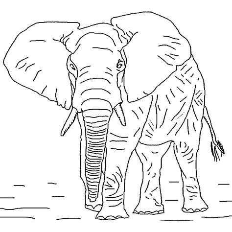 Gambar Elephant Coloring Page Worksheets Adult Books Pages African Di