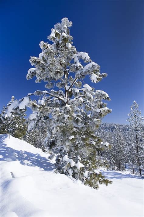 Snow Covered Pine Tree Stock Image Image Of Peaceful 140685619