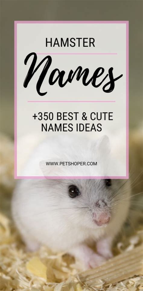 Hamster Names 350 Best And Cute Names Ideas Petshoper Hamster Names