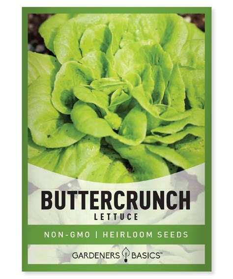 Buttercrunch Lettuce Seeds Gardeners Basics