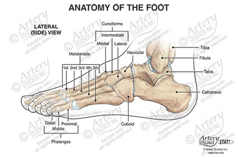 Anatomy Of The Foot Lateral Artery Studios Medical Legal Visuals