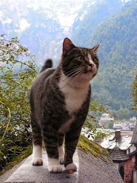 Cats From Hallstatt Austria Traveling Cats Travel Pictures Of Cats