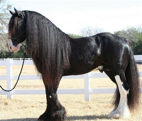 The Shire Is A British Breed Of Draught Horse It Is Usually Black Bay