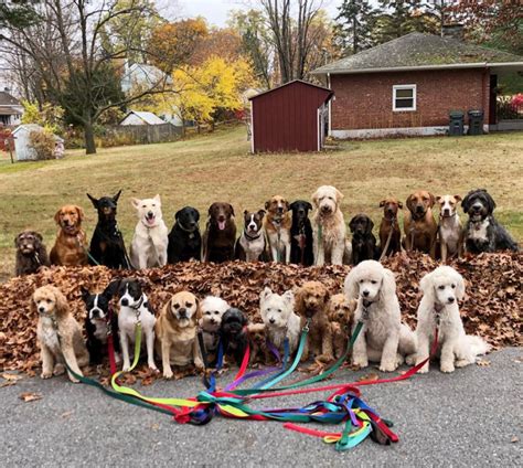 Ny Dog Walkers Take The Most Epic Pack Photos