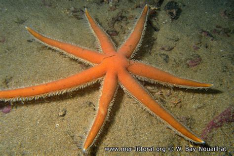 Photographie De Luidia Ciliaris Seven Armed Starfish