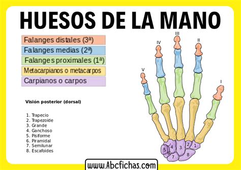 Huesos De La Mano Y Brazo