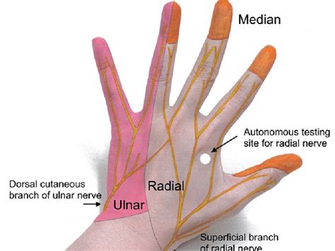 Cutaneous Innervation Of The Hand Download Scientific Diagram