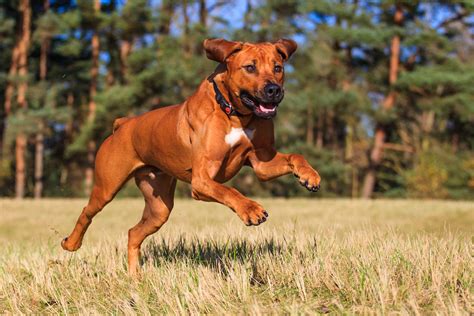 Top 5 Best Security Guard Dog Breeds Westminster
