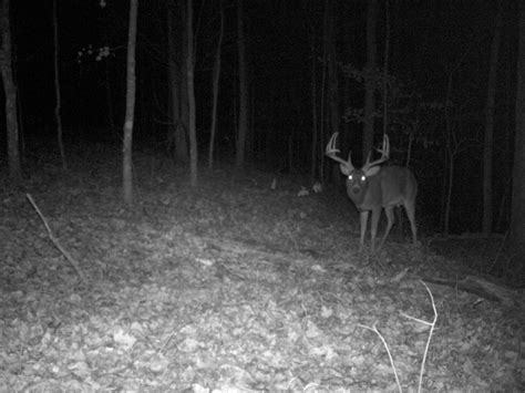 Trail cam strategies for increasing daytime buck movement. Trail Cam & Photos