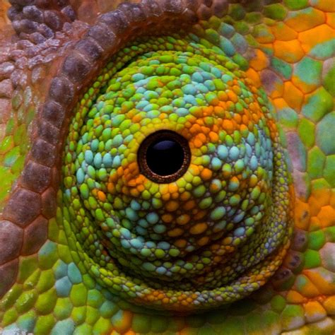All Sizes Chameleon Eye Flickr Photo Sharing