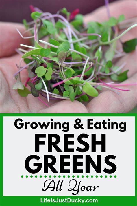How To Grow Greens Year Round Growing And Eating Salad Greens And