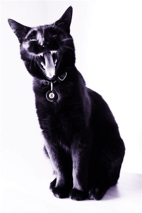 A Black Cat Yawns While Sitting On A White Surface With Its Mouth Open