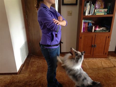 How to get my dog to stop jumping on people. How To Make Your Dog Stop Jumping On People