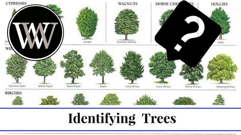 How To Identify A Tree By Leaf Bark And Fruit Wood And Lumber