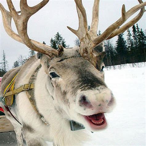 meet ‘dancer the reindeer our town