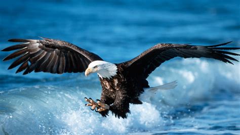 Eagle Wallpapers (68+ images)