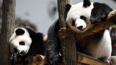 Giant Panda No Longer Endangered Experts Say The Hindu