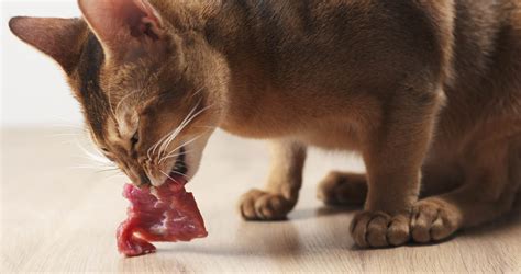 Are Dogs And Cats True Carnivores
