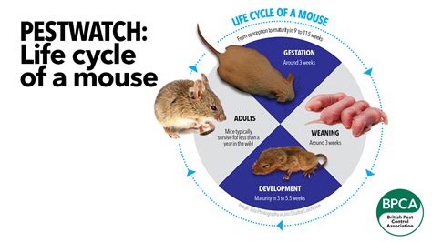 Life Cycle Of Rodents