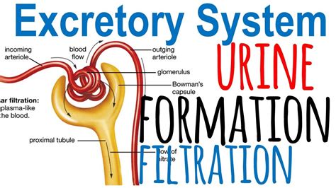 😀 3 Steps Of Urine Formation Physiology Of Urine Formation 2019 01 25