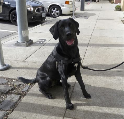 Dog Of The Day Barkley The Labrador Retriever The Dogs Of San Francisco