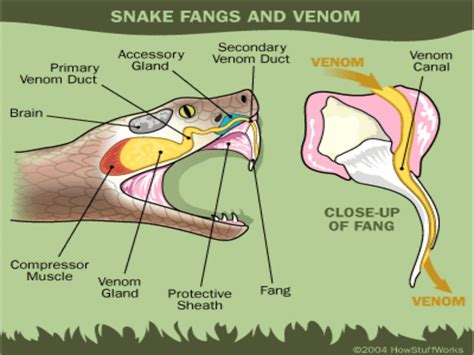 Modern Aspects Of Snake Venom