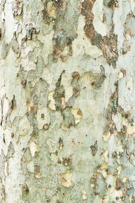 Beautiful Tree Bark Texture Image Stock Photo Image Of Tree Dirty