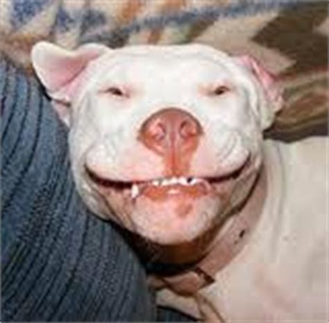 What does homeowners insurance cover? Pit Bulls and Media's Ignorance